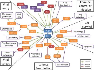 CounterAKTing HIV: Toward a “Block and Clear” Strategy?